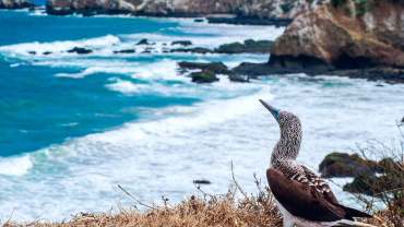Descubre la Isla de la Plata: La «Pequeña Galápagos» de Ecuador