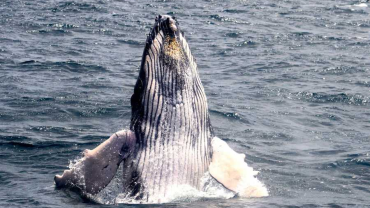 La temporada de avistamiento de ballenas en Machalilla: ¡No te lo pierdas!