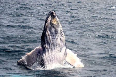 La temporada de avistamiento de ballenas en Machalilla: ¡No te lo pierdas!
