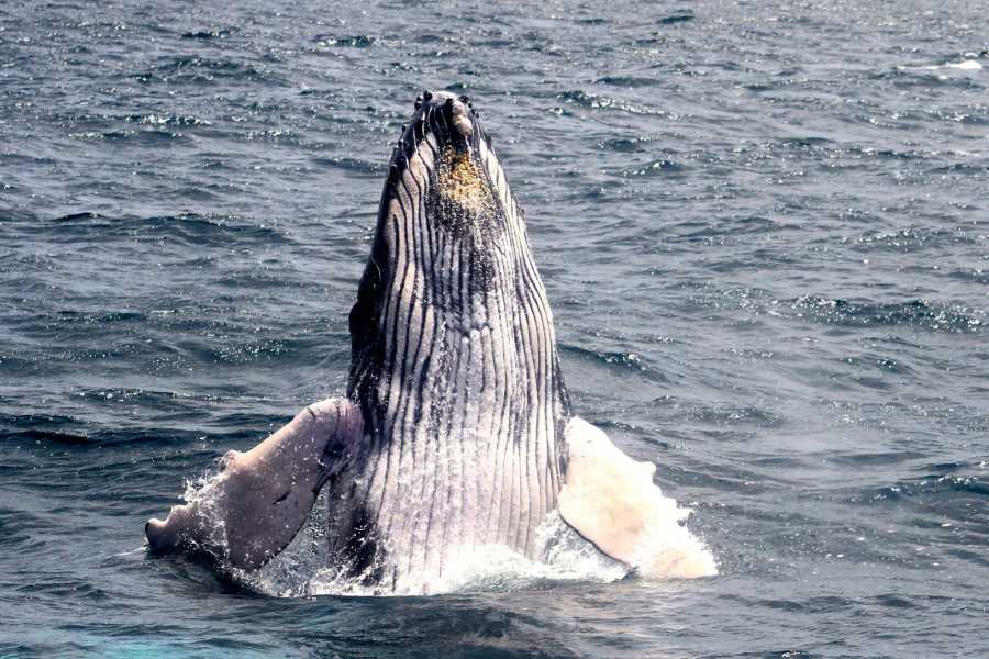 Buceo Isla Plata y Avistamiento de Ballenas